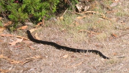 A042 Australia Tasmania Tiger Snake