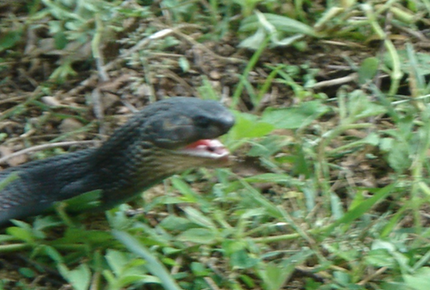 Golf Snake
